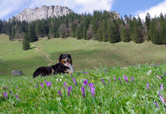 Heuberg Wandern mit Hund