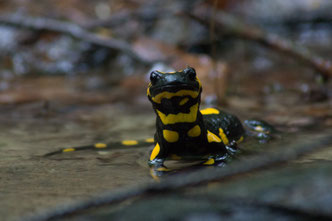 Feuersalamander (Salamandra salamandra), Foto: Peter Leimbach
