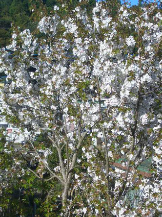 我が家の庭に咲く一本の山桜～今年もよく咲いた
