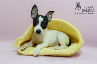 #тойфокстерьер #амертой #террабалтика #toyfoxterrier #terrabaltika #puppies #kennel