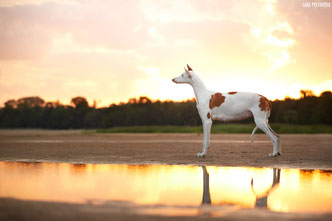 поденко ибиценко, ибицкая борзая, podenco ibicenco, ibizan hound, щенки поденко, питомник поденко ибиценко
