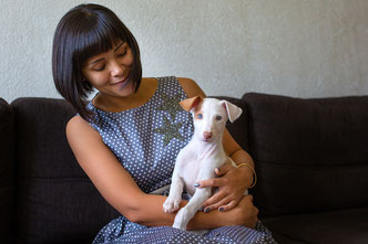 #тойфокстерьер #амертой #террабалтика #toyfoxterrier #terrabaltika #puppies #kennel #поденкоибиценко #ибицкаяборзая #podencoibicenco #ibizanhound #борзаясибицы #поденко