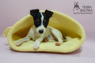 #тойфокстерьер #амертой #террабалтика #toyfoxterrier #terrabaltika #puppies #kennel