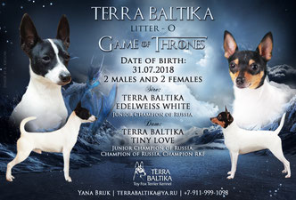 #тойфокстерьер #амертой #террабалтика #toyfoxterrier #terrabaltika #puppies #kennel