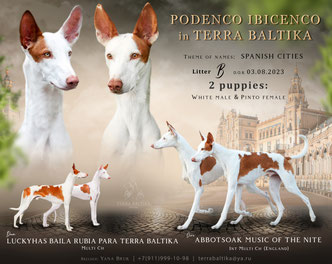 поденко ибиценко, ибицкая борзая, podenco ibicenco, ibizan hound, щенки поденко, питомник поденко ибиценко