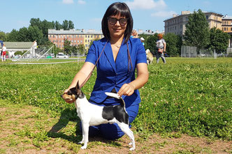 #тойфокстерьер #амертой #террабалтика #toyfoxterrier #terrabaltika #puppies #kennel
