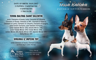 той-фокстерьер, той-фокс, амертой, терра балтика, терра балтика, питомник той-фокстерьеров, щенки, щенки той-фокстерьера, щенки той-фокс, выставки собак