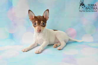 #тойфокстерьер #амертой #террабалтика #toyfoxterrier #terrabaltika #puppies #kennel