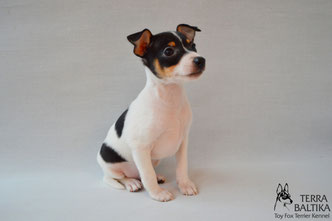 #тойфокстерьер #амертой #террабалтика #toyfoxterrier #terrabaltika #puppies #kennel