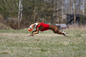 поденко ибиценко, ибицкая борзая, podenco ibicenco, ibizan hound, щенки поденко, питомник поденко ибиценко