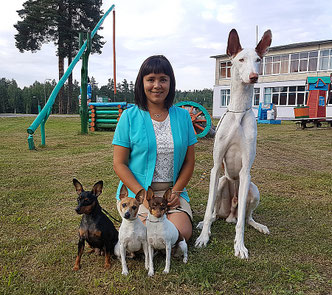 #тойфокстерьер #амертой #террабалтика #toyfoxterrier #terrabaltika #puppies #kennel