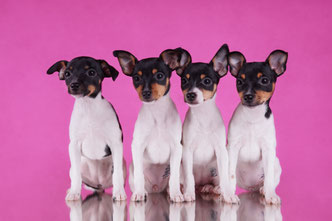 toy fox terrier, Terra Baltika, terra baltika, amertoy, American toy fox terrier, kennel toy fox terrier, puppies toy fox terrier, puppy toy fox terrier, yana bruk