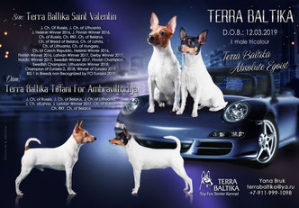 #тойфокстерьер #амертой #террабалтика #toyfoxterrier #terrabaltika #puppies #kennel