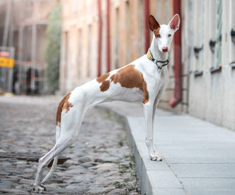 %D0%BF%D0%BE%D0%B4%D0%B5%D0%BD%D0%BA%D0%