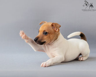 #тойфокстерьер #амертой #террабалтика #toyfoxterrier #terrabaltika #puppies #kennel