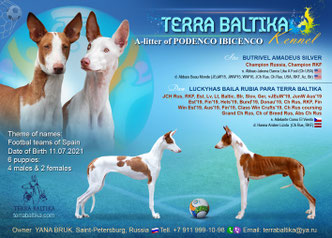 поденко ибиценко, ибицкая борзая, podenco ibicenco, ibizan hound, щенки поденко, питомник поденко ибиценко