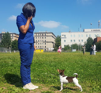 #тойфокстерьер #амертой #террабалтика #toyfoxterrier #terrabaltika #puppies #kennel