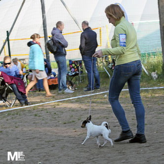 #тойфокстерьер #амертой #террабалтика #toyfoxterrier #terrabaltika #puppies #kennel #маленькаясобака #минипорода #маленькаяпородасобак #собачканамаленькихножках #американскийтойфокстерьер #тойфокс #americantoyfoxterrier