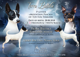 #тойфокстерьер #амертой #террабалтика #toyfoxterrier #terrabaltika #puppies #kennel