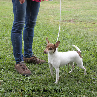 #тойфокстерьер #амертой #террабалтика #toyfoxterrier #terrabaltika #puppies #kennel
