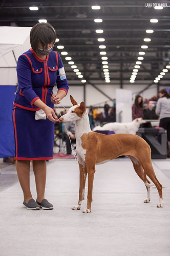 поденко ибиценко, ибицкая борзая, podenco ibicenco, ibizan hound, щенки поденко, питомник поденко ибиценко