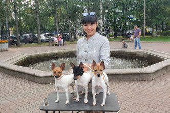 #тойфокстерьер #амертой #террабалтика #toyfoxterrier #terrabaltika #puppies #kennel