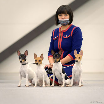 toy fox terrier, Terra Baltika, terra baltika, amertoy, American toy fox terrier, kennel toy fox terrier, puppies toy fox terrier, puppy toy fox terrier, yana bruk