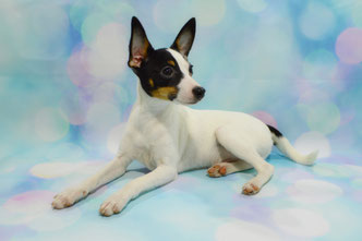 #тойфокстерьер #амертой #террабалтика #toyfoxterrier #terrabaltika #puppies #kennel