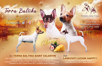 #тойфокстерьер #амертой #террабалтика #toyfoxterrier #terrabaltika #puppies #kennel #маленькаясобака #минипорода #маленькаяпородасобак #собачканамаленькихножках #американскийтойфокстерьер #тойфокс #americantoyfoxterrier