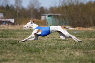 поденко ибиценко, ибицкая борзая, podenco ibicenco, ibizan hound, щенки поденко, питомник поденко ибиценко