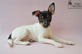 #тойфокстерьер #амертой #террабалтика #toyfoxterrier #terrabaltika #puppies #kennel