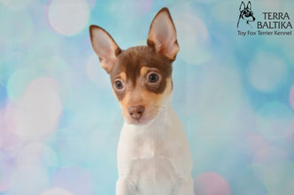 #тойфокстерьер #амертой #террабалтика #toyfoxterrier #terrabaltika #puppies #kennel
