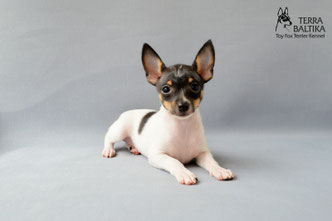 #тойфокстерьер #амертой #террабалтика #toyfoxterrier #terrabaltika #puppies #kennel