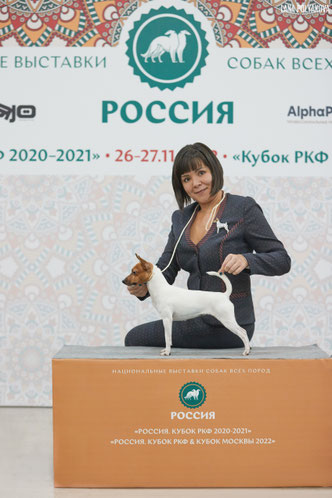 той-фокстерьер, той-фокс, амертой, терра балтика, питомник питер, щенки американского той-фокстерьера, щенки в питере, той-фокстерьер купить