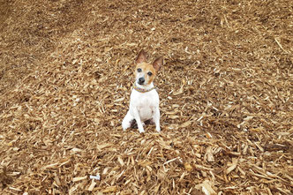 #тойфокстерьер #амертой #террабалтика #toyfoxterrier #terrabaltika #puppies #kennel