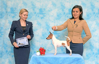 toyfoxterrier, americantoyfoxterrier, toyfoxterrierkennel, tft, toyfoxterrierpuppies, toyfoxterrierphotos, amertoy, terrabaltika, terrabaltikakennel
