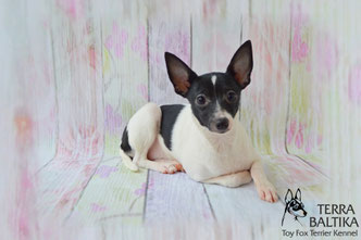 #тойфокстерьер #амертой #террабалтика #toyfoxterrier #terrabaltika #puppies #kennel