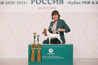 той-фокстерьер, той-фокс, амертой, терра балтика, питомник питер, щенки американского той-фокстерьера, щенки в питере, той-фокстерьер купить