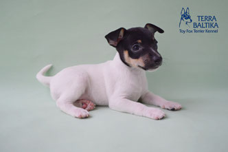 #тойфокстерьер #амертой #террабалтика #toyfoxterrier #terrabaltika #puppies #kennel