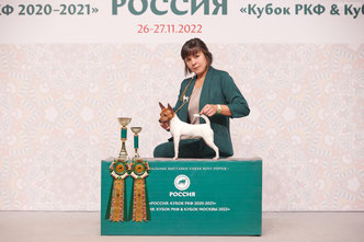 той-фокстерьер, той-фокс, амертой, терра балтика, питомник питер, щенки американского той-фокстерьера, щенки в питере, той-фокстерьер купить
