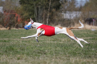 поденко ибиценко, ибицкая борзая, podenco ibicenco, ibizan hound, щенки поденко, питомник поденко ибиценко