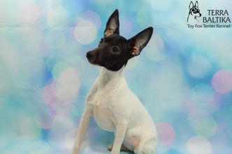 #тойфокстерьер #амертой #террабалтика #toyfoxterrier #terrabaltika #puppies #kennel