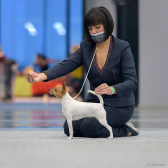 toy fox terrier, Terra Baltika, terra baltika, amertoy, American toy fox terrier, kennel toy fox terrier, puppies toy fox terrier, puppy toy fox terrier, yana bruk