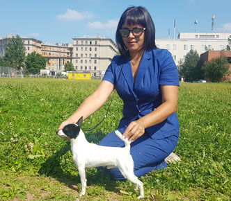 #тойфокстерьер #амертой #террабалтика #toyfoxterrier #terrabaltika #puppies #kennel
