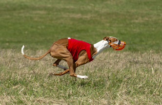 поденко ибиценко, ибицкая борзая, podenco ibicenco, ibizan hound, щенки поденко, питомник поденко ибиценко
