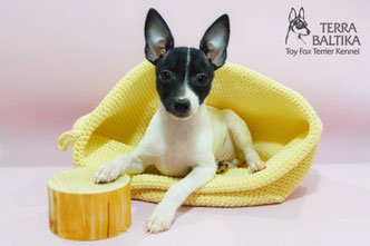 #тойфокстерьер #амертой #террабалтика #toyfoxterrier #terrabaltika #puppies #kennel