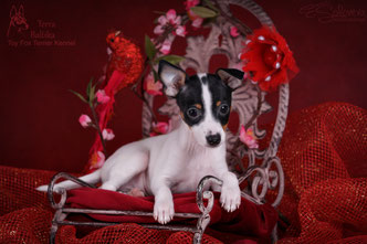 #тойфокстерьер #амертой #террабалтика #toyfoxterrier #terrabaltika #puppies #kennel