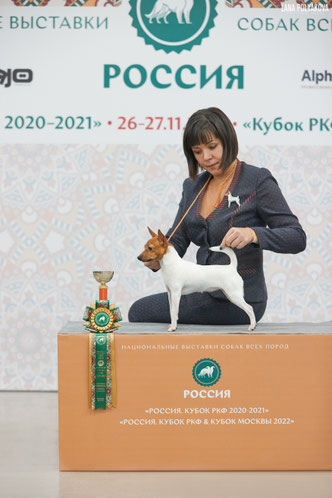 той-фокстерьер, той-фокс, амертой, терра балтика, питомник питер, щенки американского той-фокстерьера, щенки в питере, той-фокстерьер купить