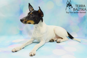 #тойфокстерьер #амертой #террабалтика #toyfoxterrier #terrabaltika #puppies #kennel