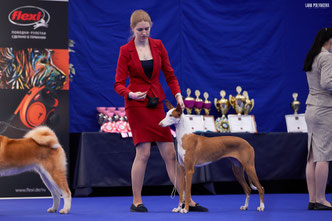 поденко ибиценко, ибицкая борзая, podenco ibicenco, ibizan hound, щенки поденко, питомник поденко ибиценко
